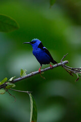 Shining Honeycreeper, Cyanerpes lucidus, exotic tropical blue bird with yellow legs from Costa Rica. Blue songbird in the nature habitat. Tanager from South America