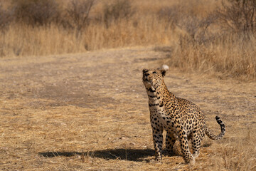 a leopard searching for prey in the grasslands of Namibia's Kalahari Desert