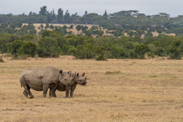 Naklejka premium White Rhinoceros Ceratotherium simum Square-lipped Rhinoceros at Khama Rhino Sanctuary Kenya Africa.