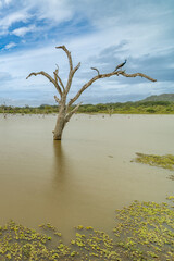 Yala National Park dry trees with dynamic sky Sri Lanka - obrazy, fototapety, plakaty