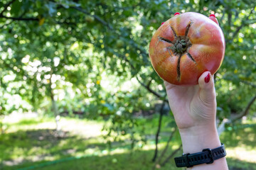 woman hand holding a red ripe tomato. Early harvest. Concept of healthy eating lifestyle diet nutrition. Home gardening 