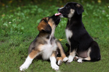 two dogs playing