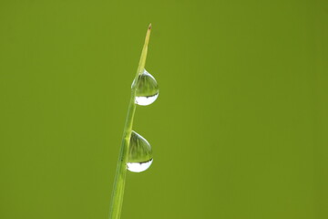 morning dew on grass leaves on green background