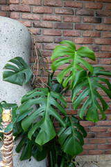 green tropical monstera philodendron plant leaves near the red brick wall, interior design. Space for text. Good picture for cover, calendar, postcard, wallpaper, background, product, website, blog © Anna Ivanovska