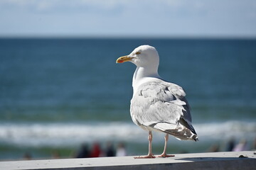 Seagull portrait against sea shore