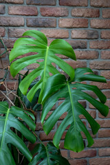 green tropical monstera philodendron plant leaves near the red brick wall, interior design. Space for text. Good picture for cover, calendar, postcard, wallpaper, background, product, website, blog © Anna Ivanovska