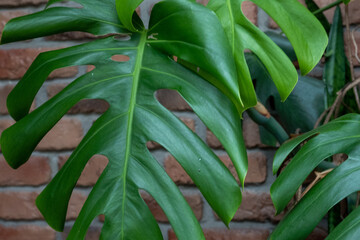 Obraz premium green tropical monstera philodendron plant leaves near the red brick wall, interior design. Space for text. Good picture for cover, calendar, postcard, wallpaper, background, product, website, blog
