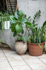 big evergreen plants ficus, zamioculcas, sansevieria, chlorophytum in pots near white wall background. Room interior