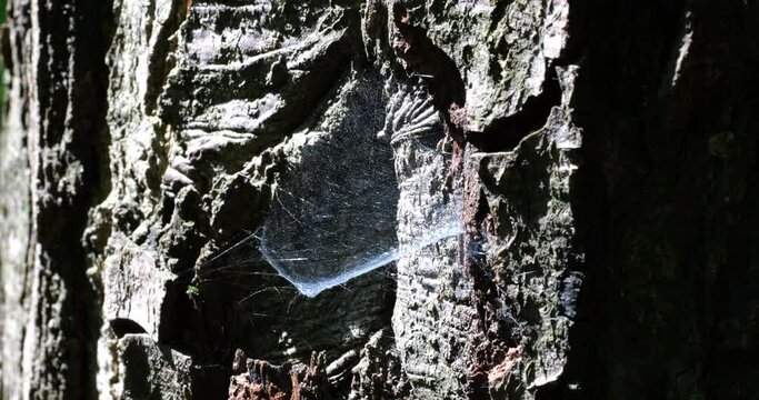 Well-lit by the sun, a dense spider silk on a tree trunk.