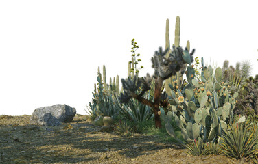 Cactus on transparent background