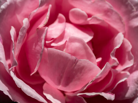Delicate petals of Soeur Emmanuelle rose as nature background © Satakorn