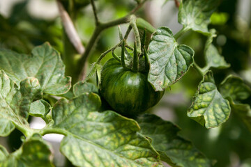 Green ripening tomatoes on a branch in the greenhouse.