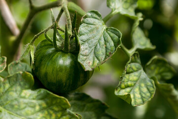 A green ripening tomato on a branch in a greenhouse.