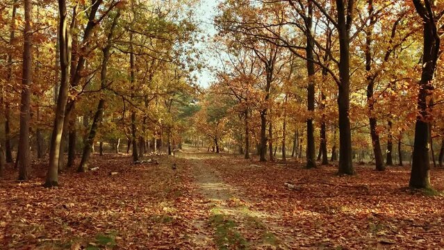 Walking in a beautiful autumn forest. Impressive color pallet with golden, warm colors. Move in, tracking.