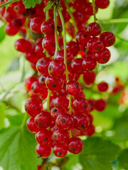 branch of ripe red currant in a garden on green background