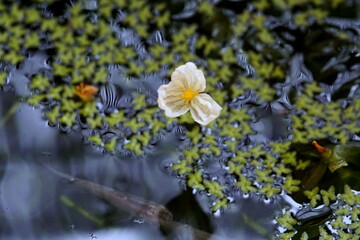 めだか睡蓮鉢のアナカリスの白い花