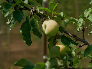 Green apples on the tree