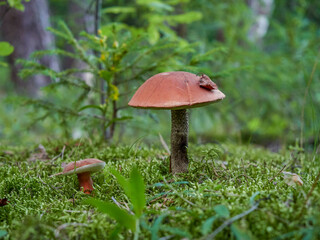 A forest brown mushroom in a natural background . High quality photo
