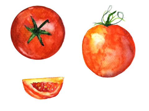 Watercolor tomato.hand drawn illustration png.	