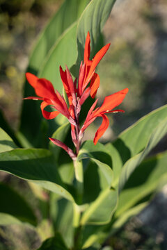 red canna flower