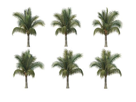 Coconut and palm on a transparent background