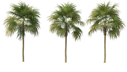 Fototapeta premium Coconut and palm on a transparent background