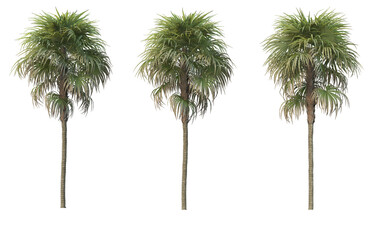 Coconut and palm on a transparent background