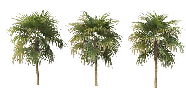 Coconut and palm on a transparent background