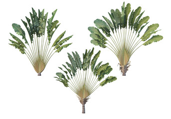 Coconut and palm on a transparent background © jomphon