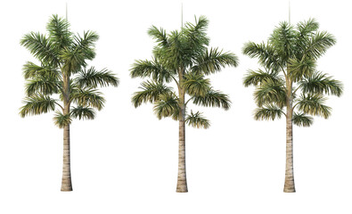 Fototapeta premium Coconut and palm on a transparent background