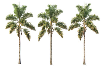 Coconut and palm on a transparent background