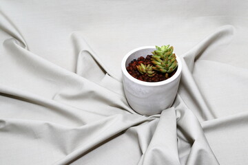 エケベリア・アガボイデス