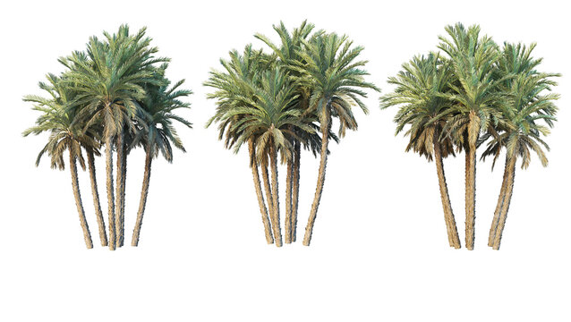 Coconut And Palm On A Transparent Background