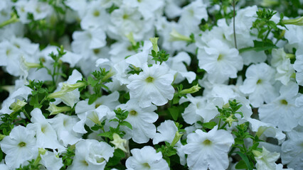 White petunia flower and first spring flowers