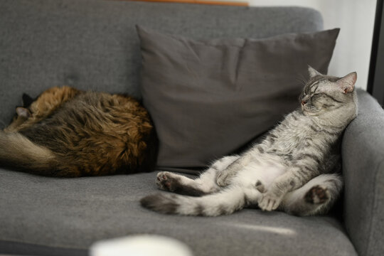 Cute tabby cats are sleeping on couch with a funny gesture. Domestic life animals concept.