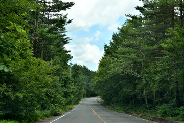 Naklejka premium 高原のさわやかな道