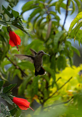 hummingbird on flower © Gabo