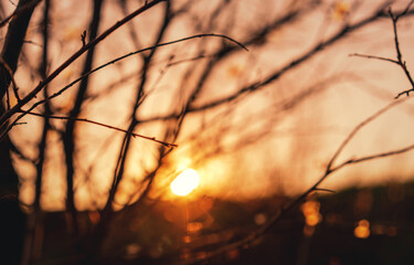 Close-up silhouette of tree branches with blurred view at sunset