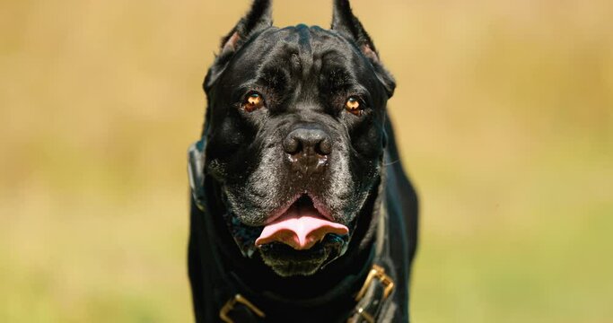 Black Cane Corso Dog Wears In Special Clothes Go Towards Camera. Big Dog Breeds.