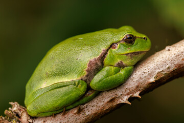 Europäischer Laubfrosch (Hyla arborea)