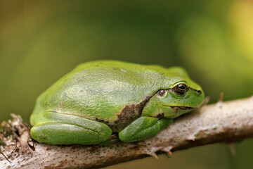 Europäischer Laubfrosch (Hyla arborea)