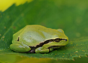 Europäischer Laubfrosch (Hyla arborea)