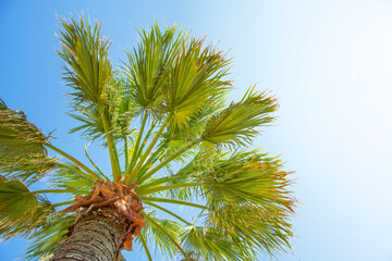 Palm leaves against the blue sky on a hot summer day.