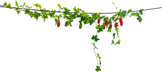 Coccinia grandis, Vine plant ivy transparent