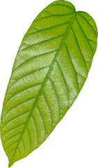 Green Leaf, Plant leaves.