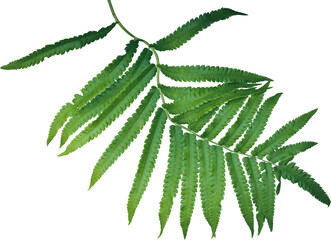 Fern leaf plant isolated