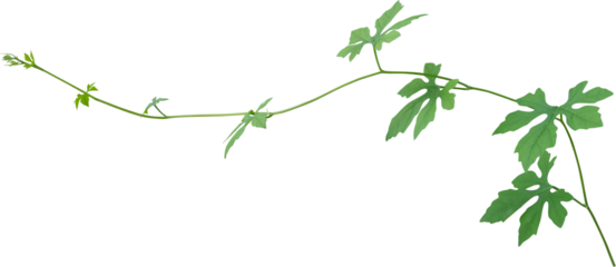 Vine plant, green leaves