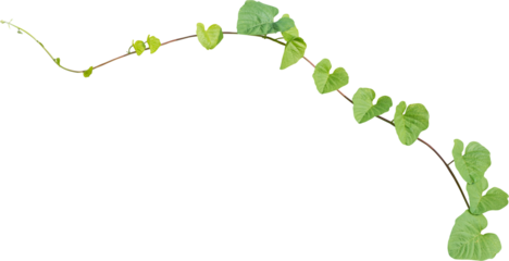 Vine plant, green leaves