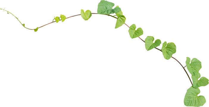 Vine plant, green leaves