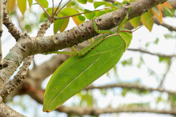 Green grasshoppers are invertebrate insects. animals in nature macro photography green background Look at the wings and body details Creatures can jump look very close, vertical and horizontal images.